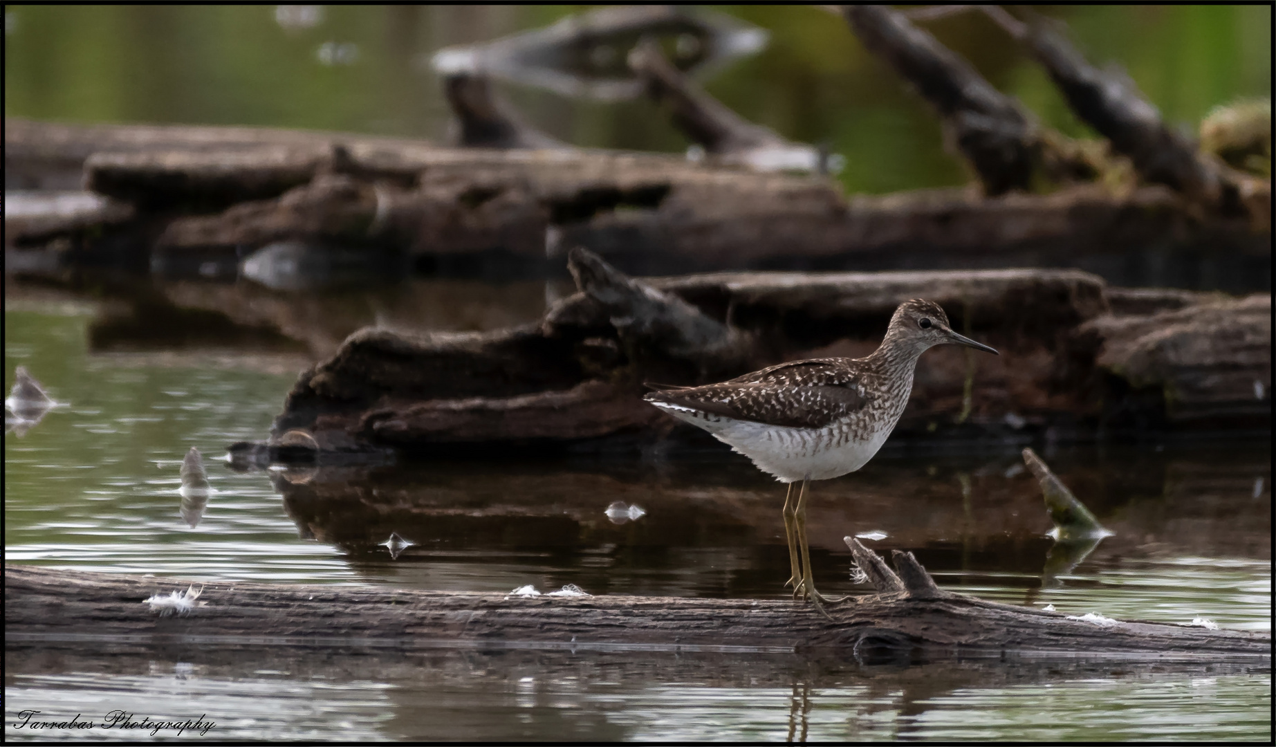 Bruchwasserläufer