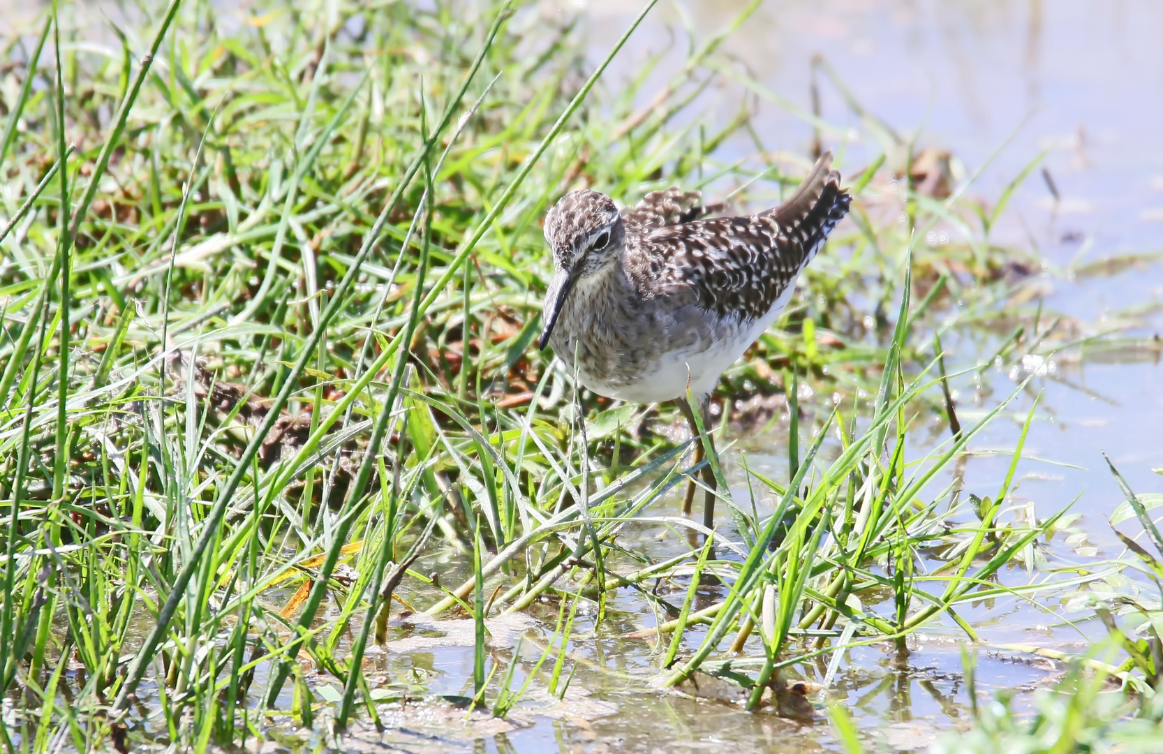 Bruchwasserläufer