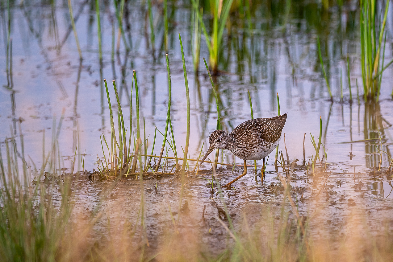 Bruchwasserläufer