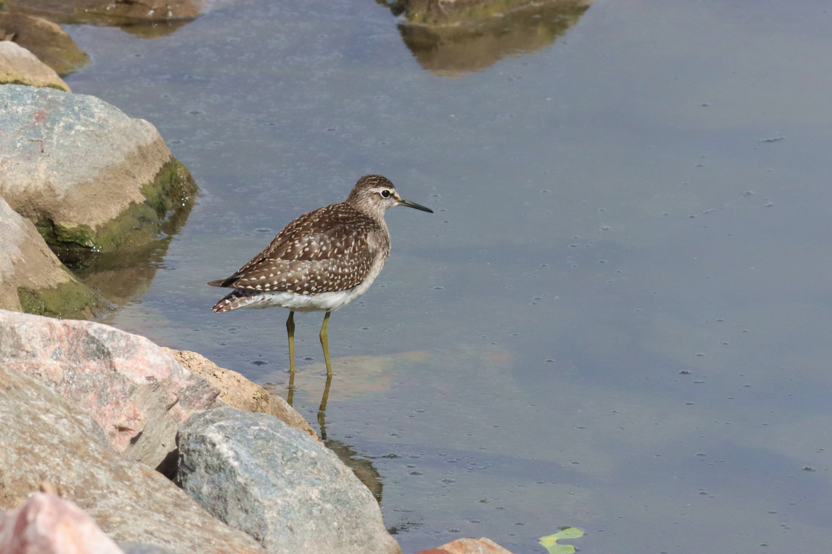 Bruchwasserläufer