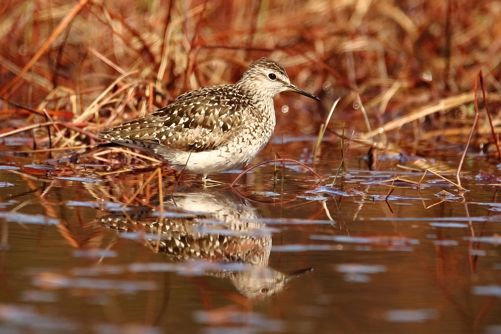 Bruchwasserläufer