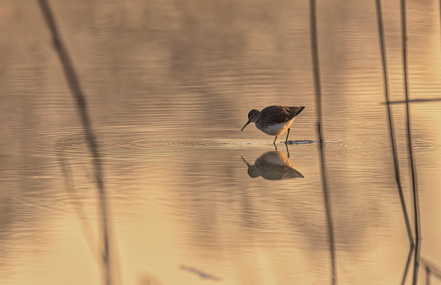 Bruchwasserläufer 