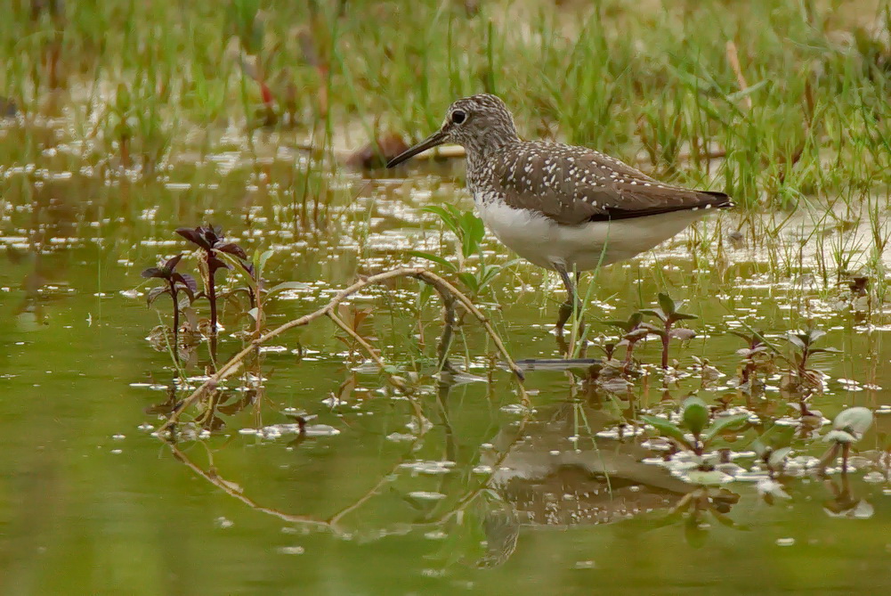 Bruchwasserläufer