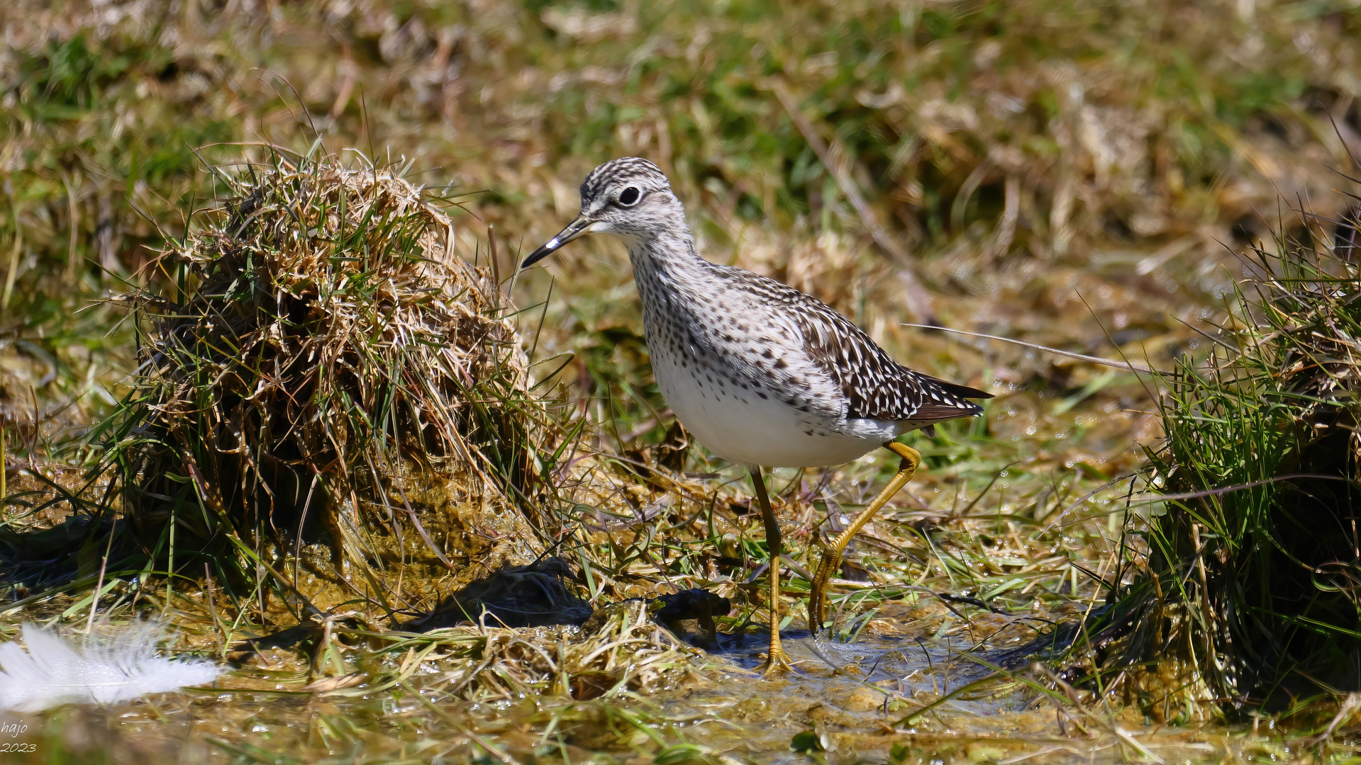 * Bruchwasserläufer *