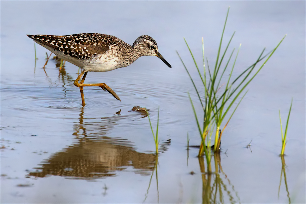 Bruchwasserläufer