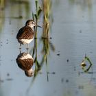 Bruchwasserläufer