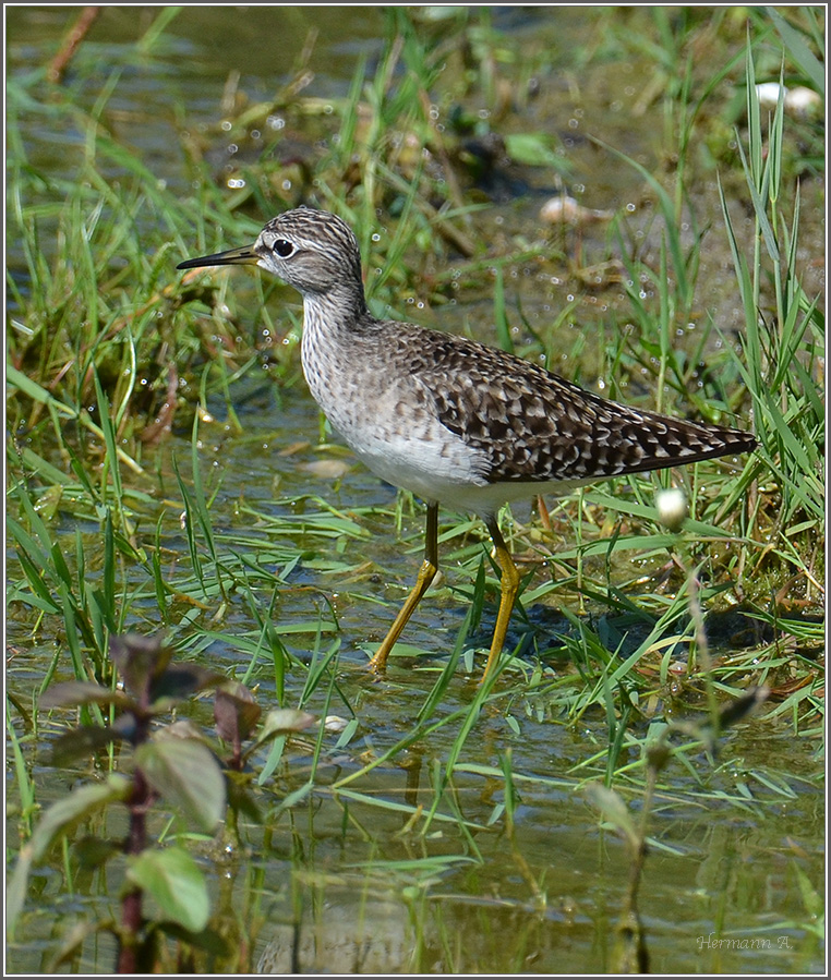 Bruchwasserläufer