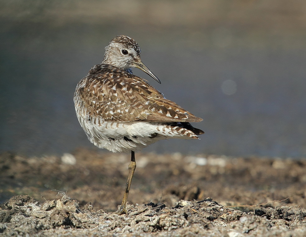 Bruchwasserläufer