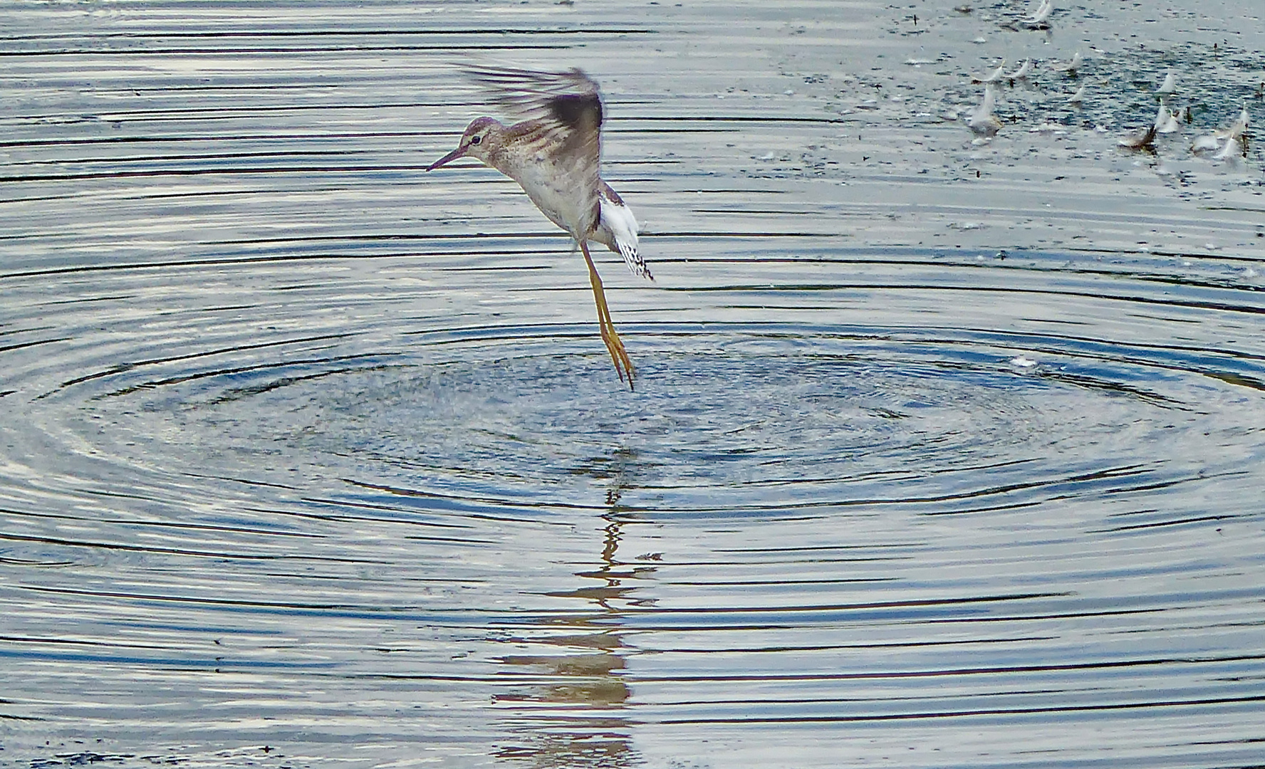 Bruchwasserläufer