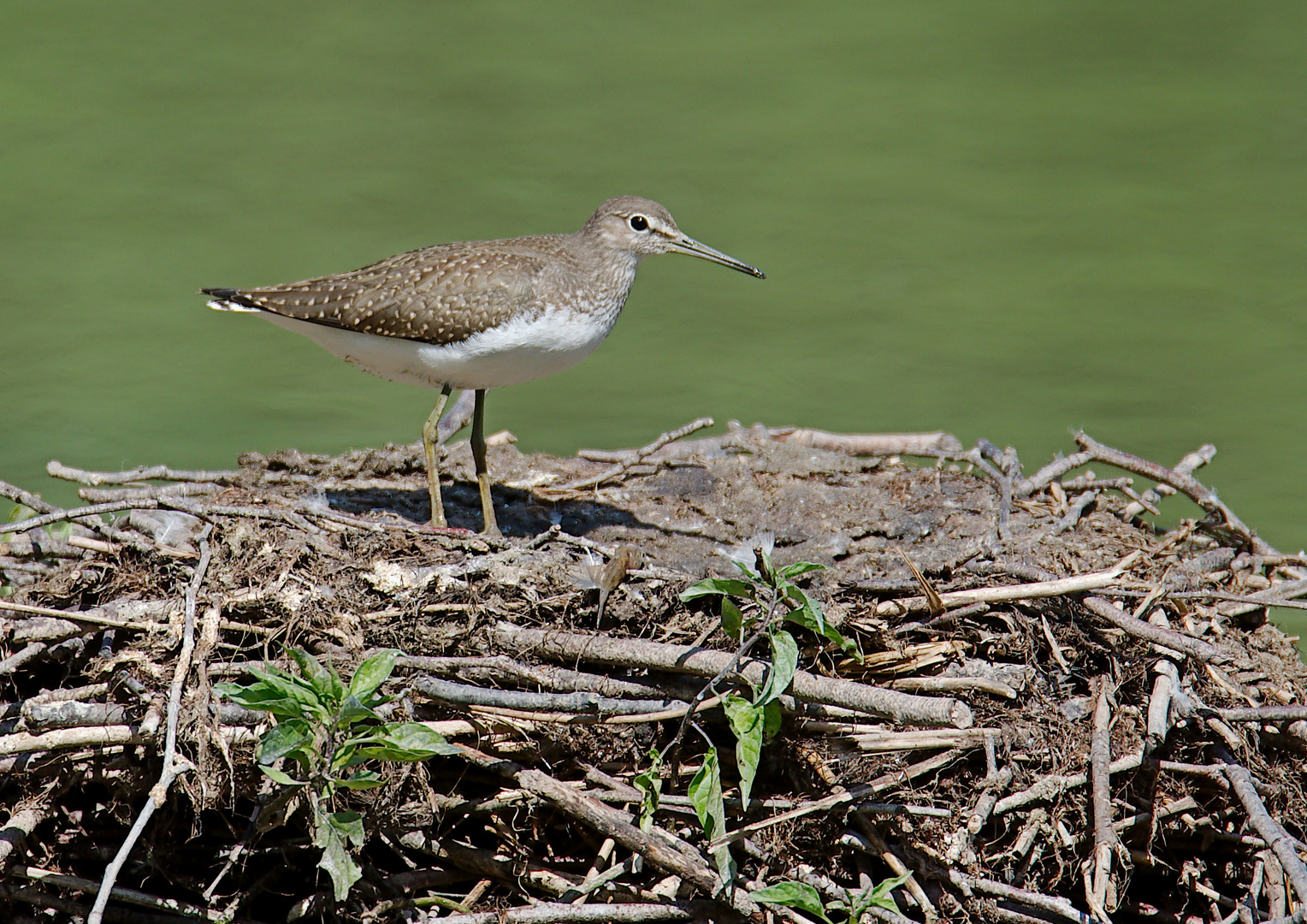 Bruchwasserläufer