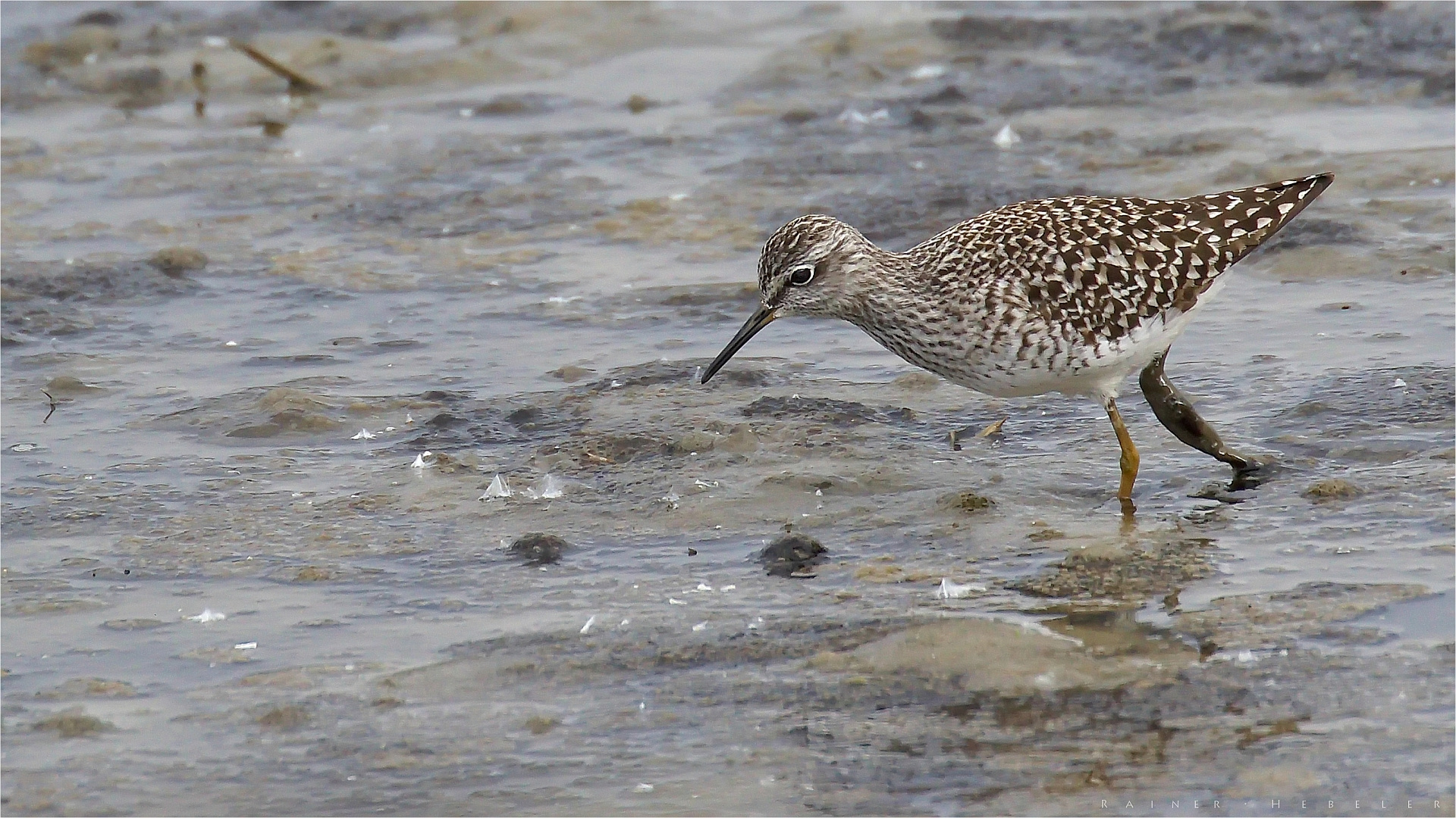 Bruchwasserläufer