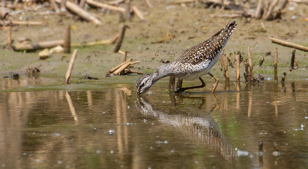 Bruchwasserläufer