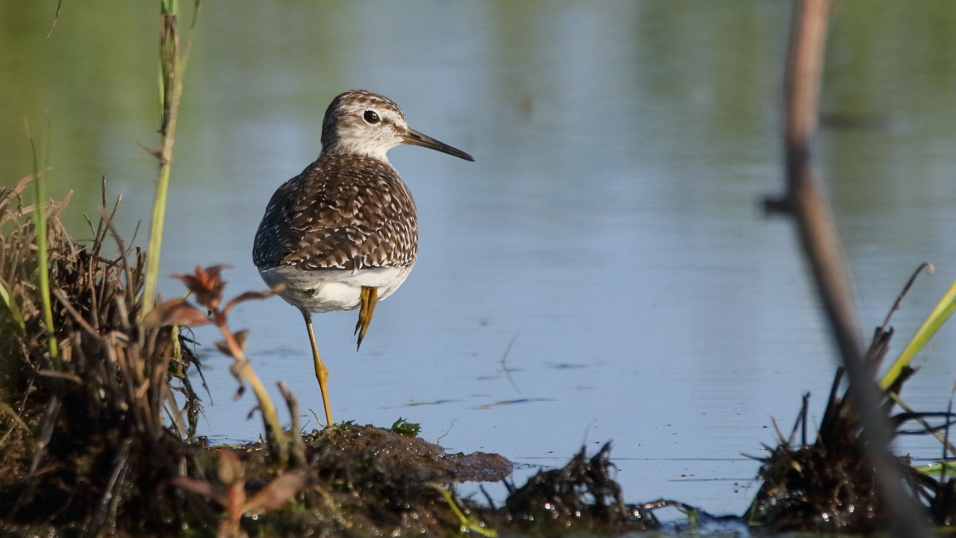 Bruchwasserläufer