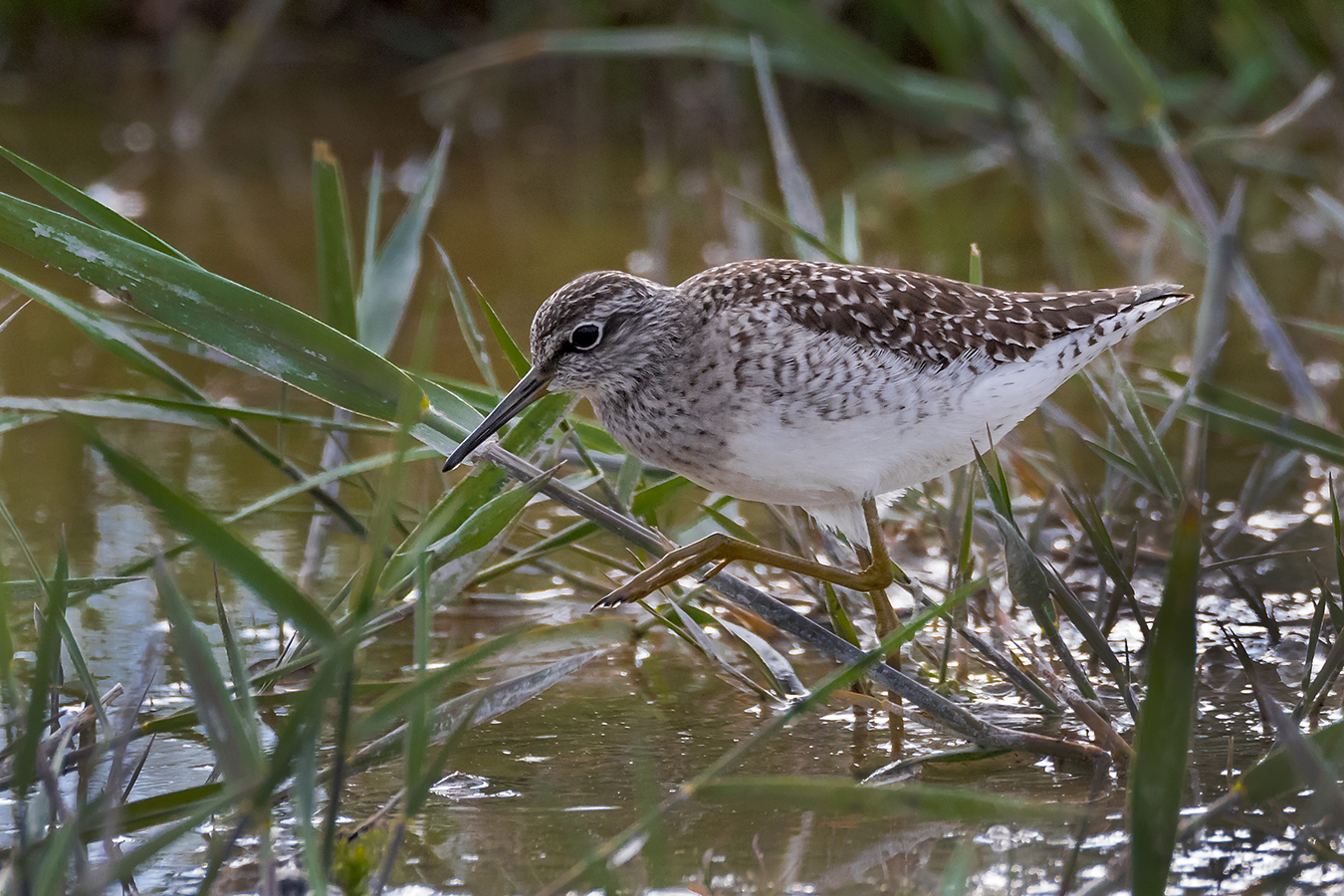 Bruchwasserläufer