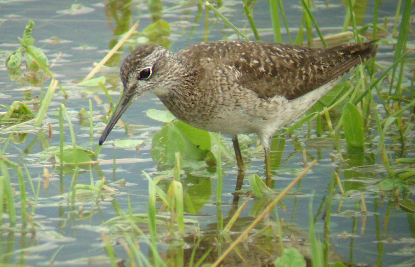 Bruchwasserläufer