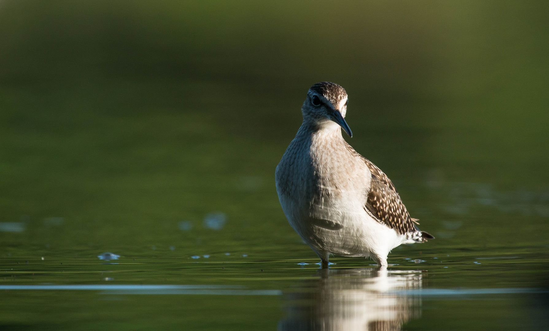 Bruchwasserläufer