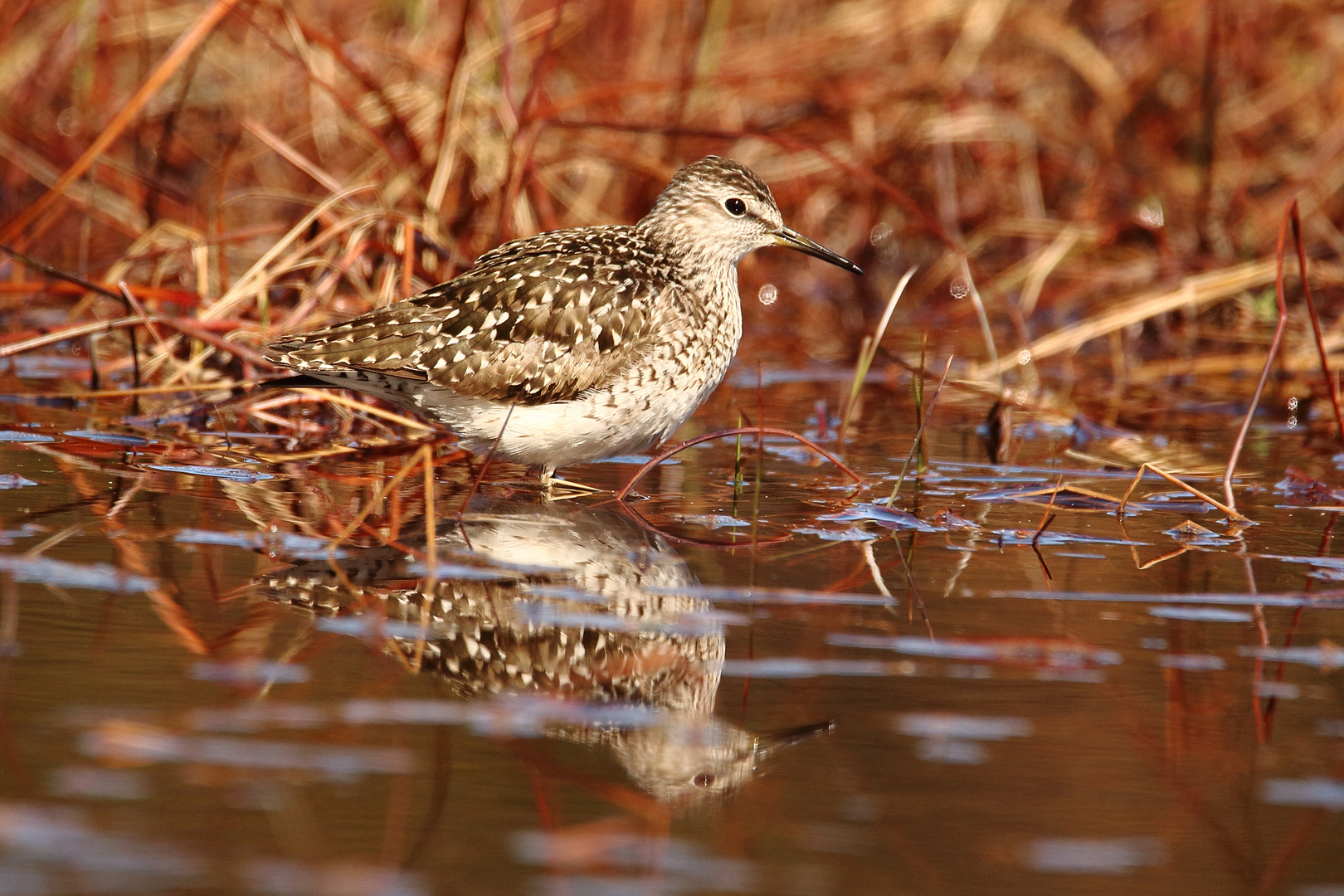 Bruchwasserläufer