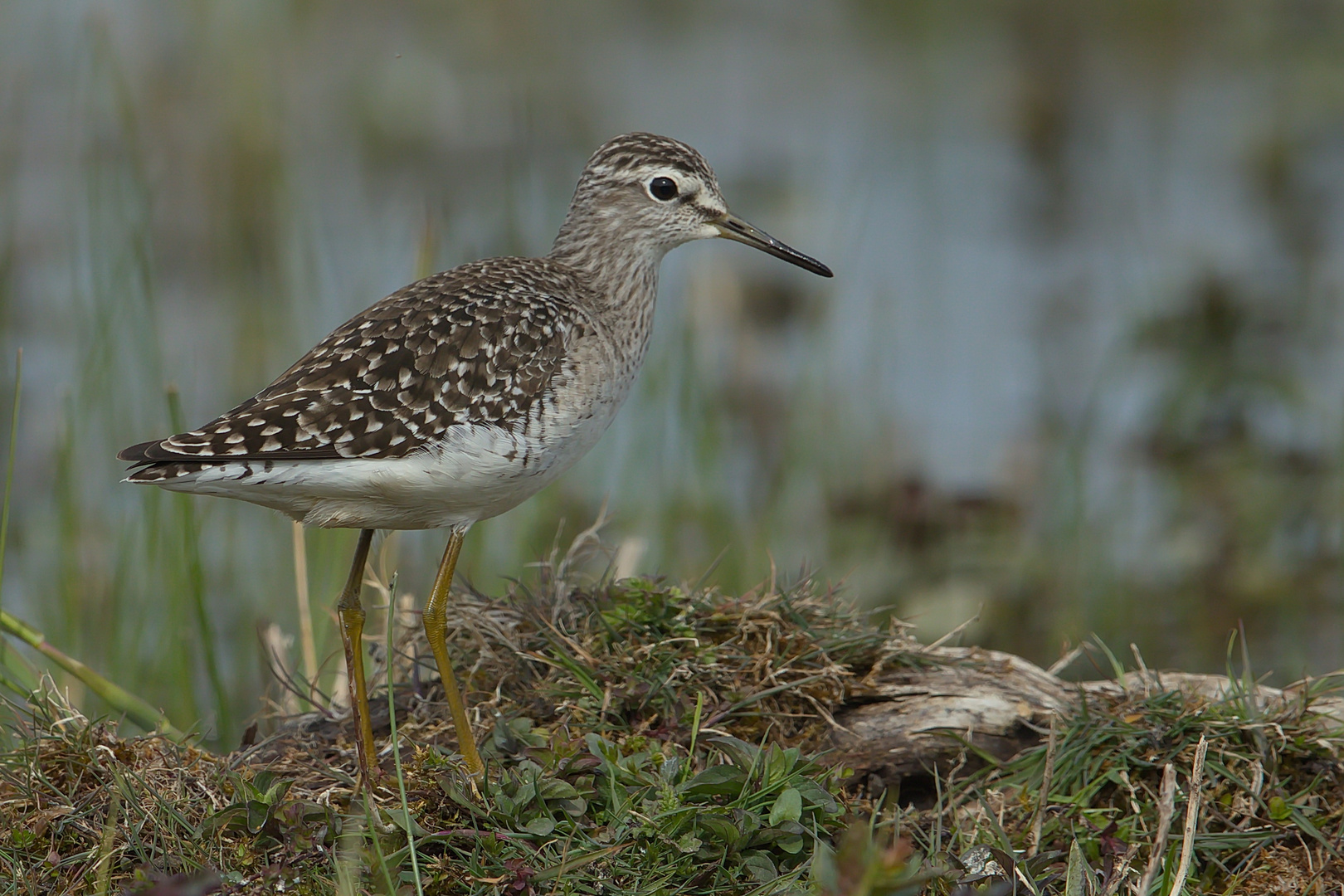 Bruchwasserläufer