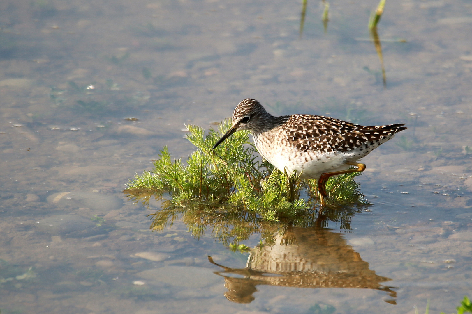 Bruchwasserläufer