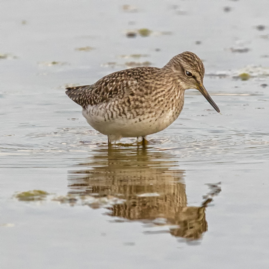 Bruchwasserläufer