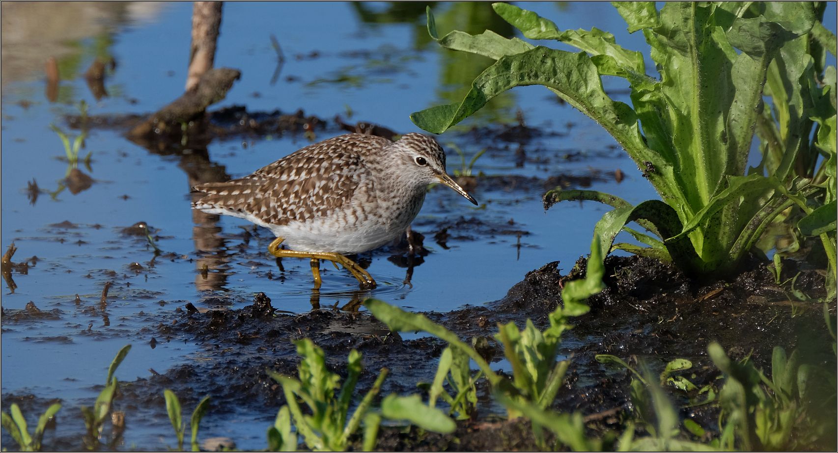 Bruchwasserläufer 