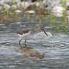 Bruchwasserläufer