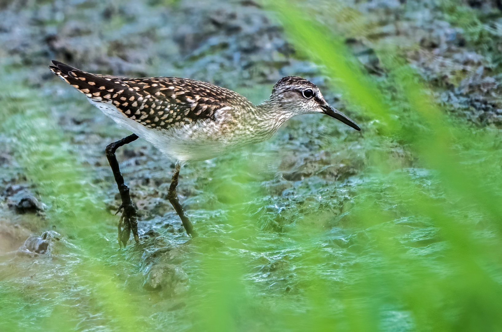 BRUCHWASSERLÄUFER