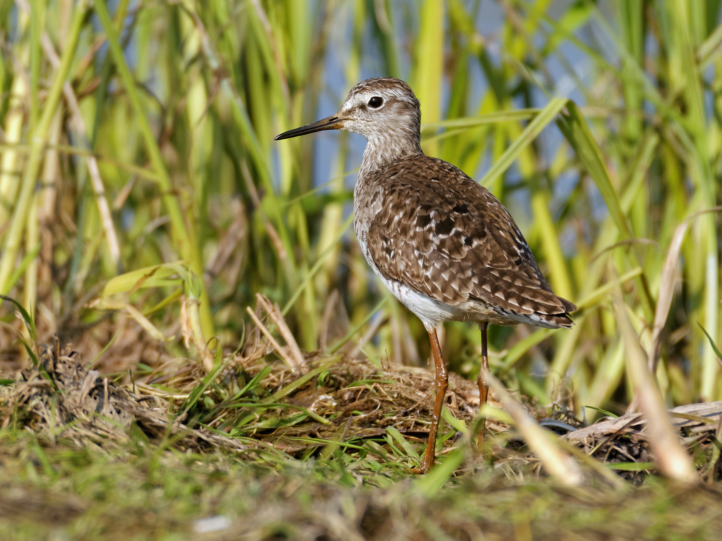 Bruchwasserläufer