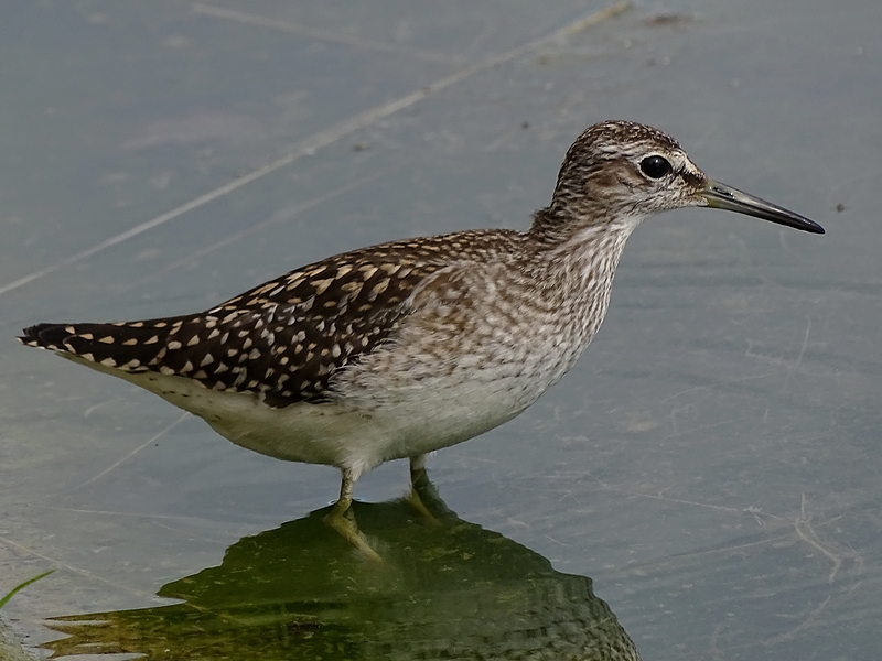 Bruchwasserläufer