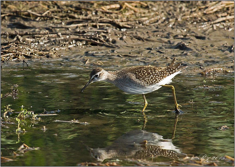 Bruchwasserläufer