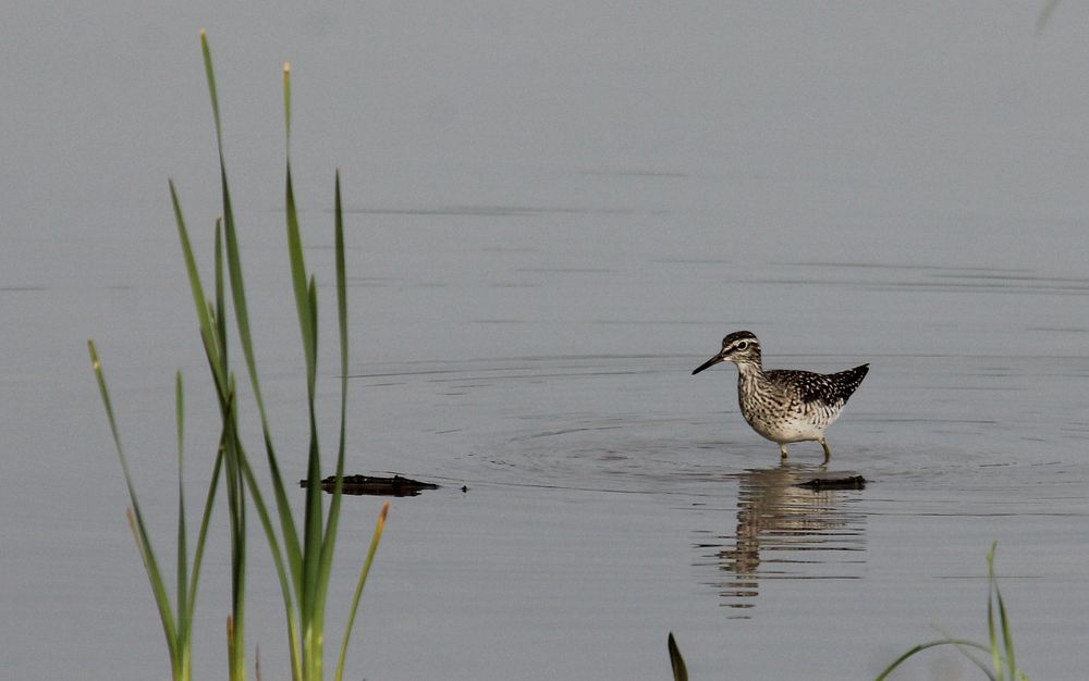 Bruchwasserläufer