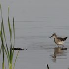 Bruchwasserläufer