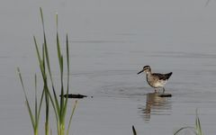 Bruchwasserläufer