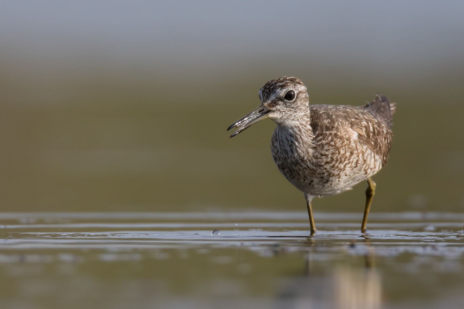 Bruchwasserläufer