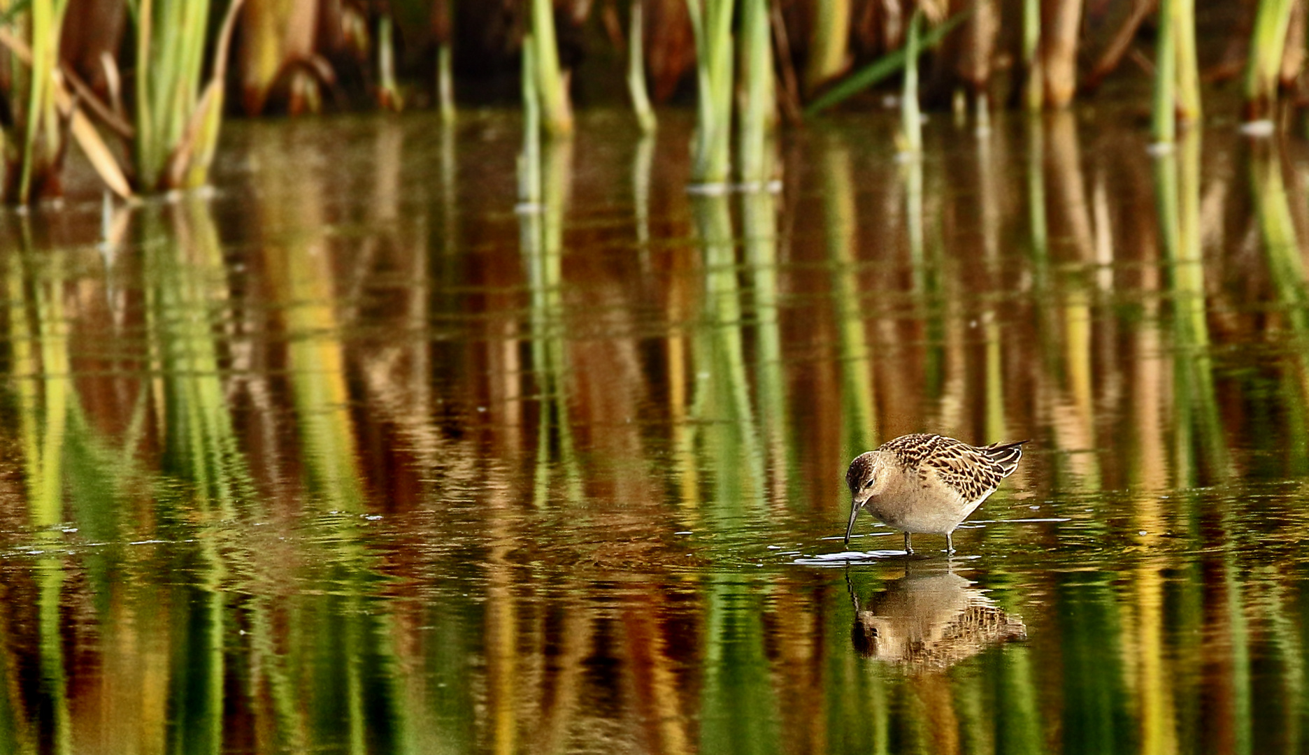 "Bruchwasserläufer", am Abend