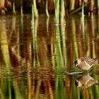 "Bruchwasserläufer", am Abend