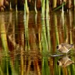 "Bruchwasserläufer", am Abend