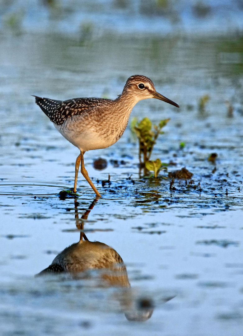 "BRUCHWASSERLÄUFER", am Abend