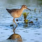 "BRUCHWASSERLÄUFER", am Abend