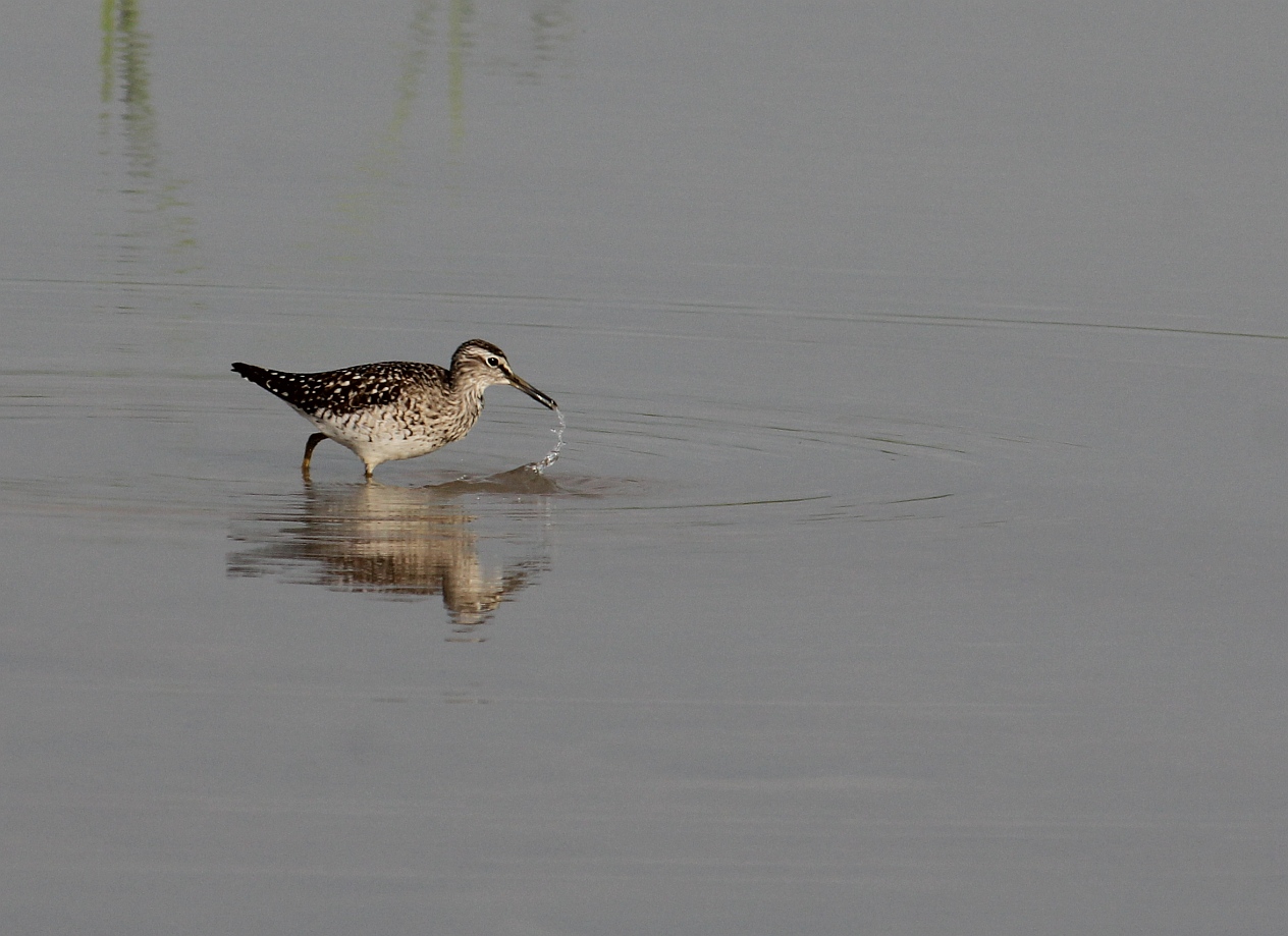 Bruchwasserläufer am Flachwassertümpel