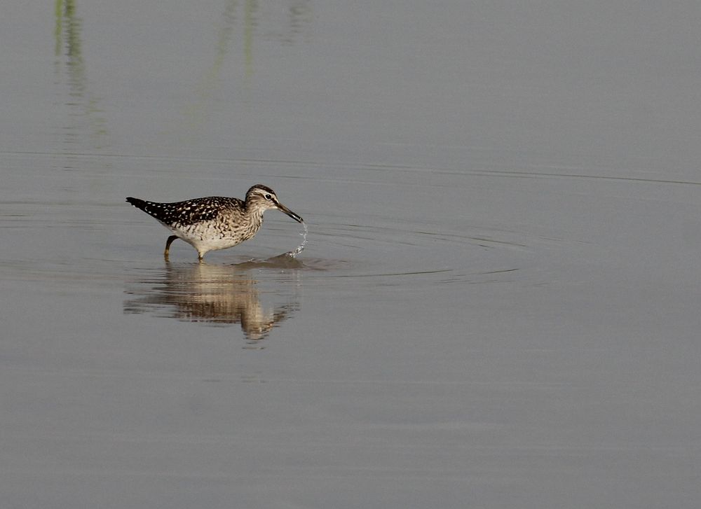 Bruchwasserläufer am Flachwassertümpel