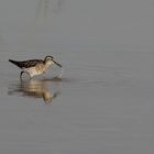 Bruchwasserläufer am Flachwassertümpel