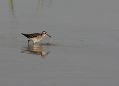 Bruchwasserläufer am Flachwassertümpel