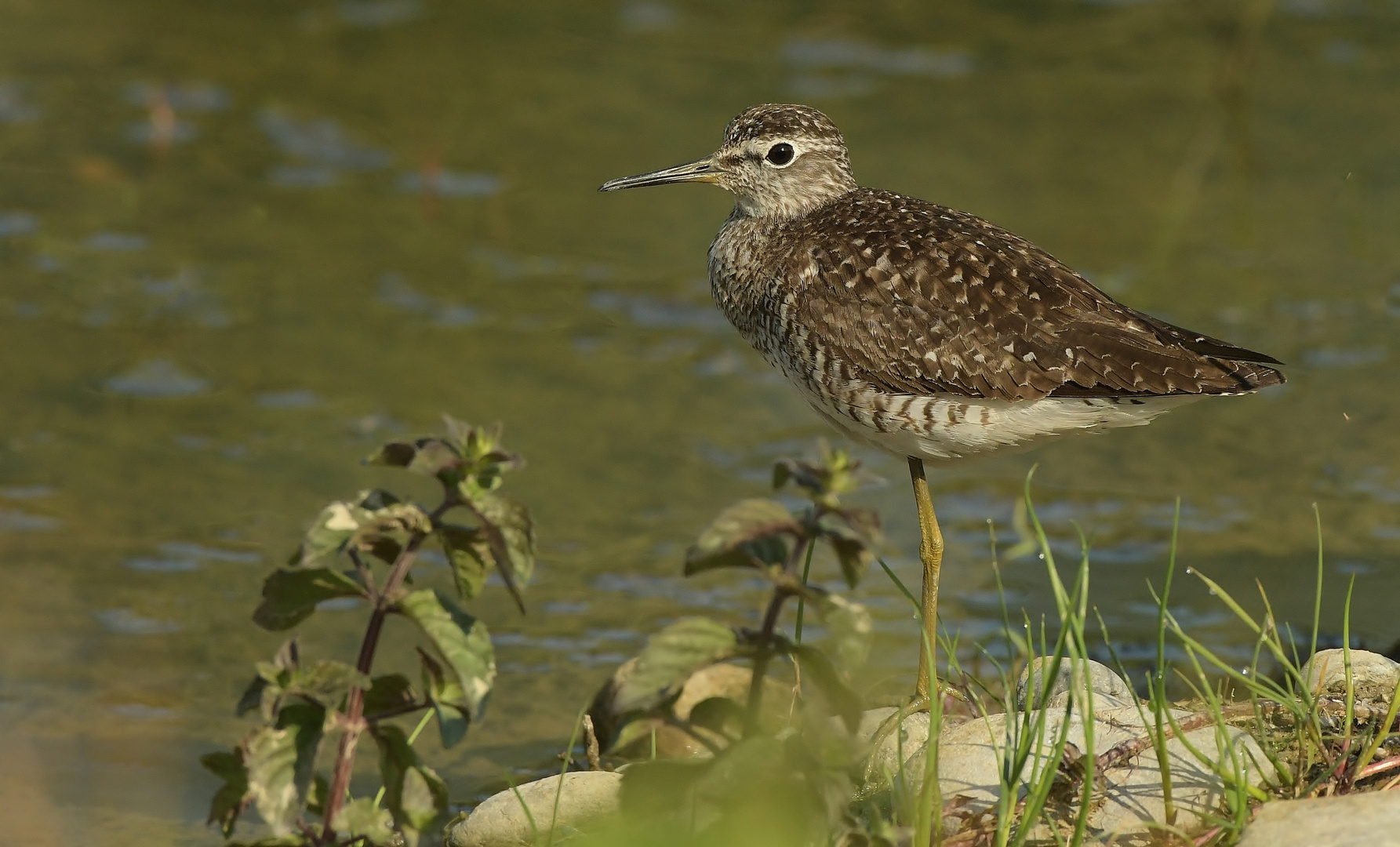 Bruchwasserläufer am rasten.