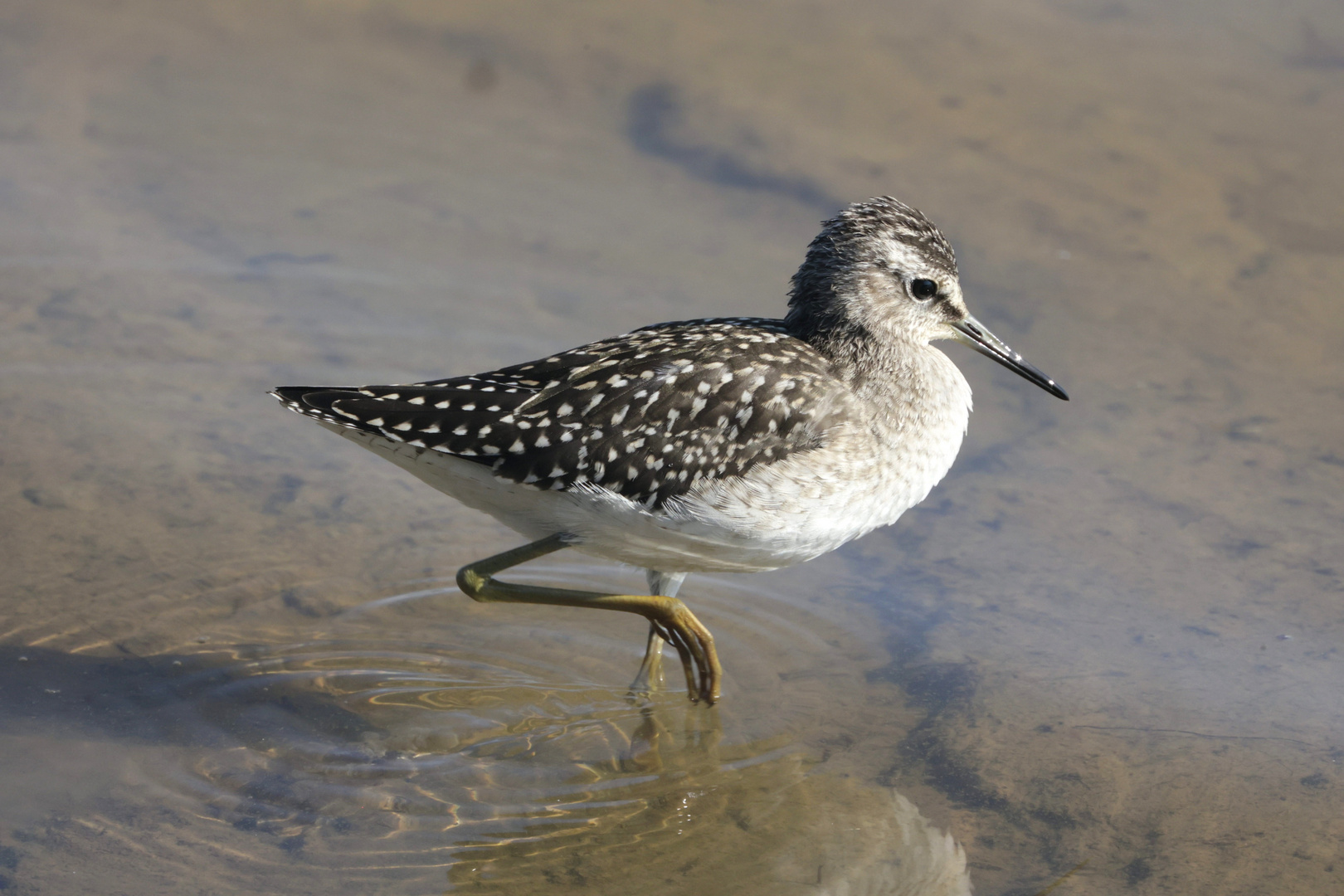 Bruchwasserläufer aus dem Vogelsberg