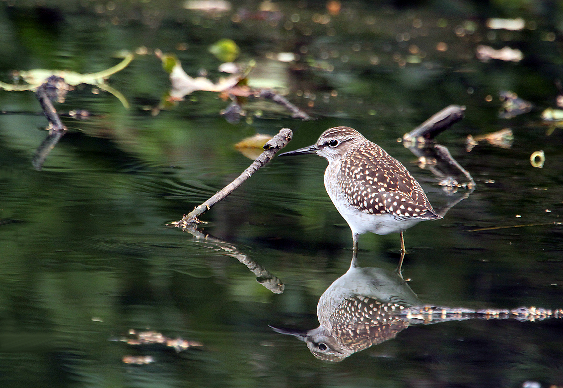 Bruchwasserläufer