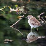 Bruchwasserläufer