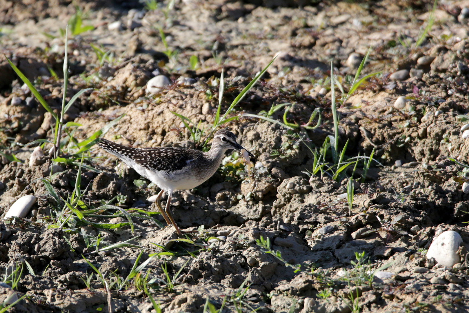 Bruchwasserläufer