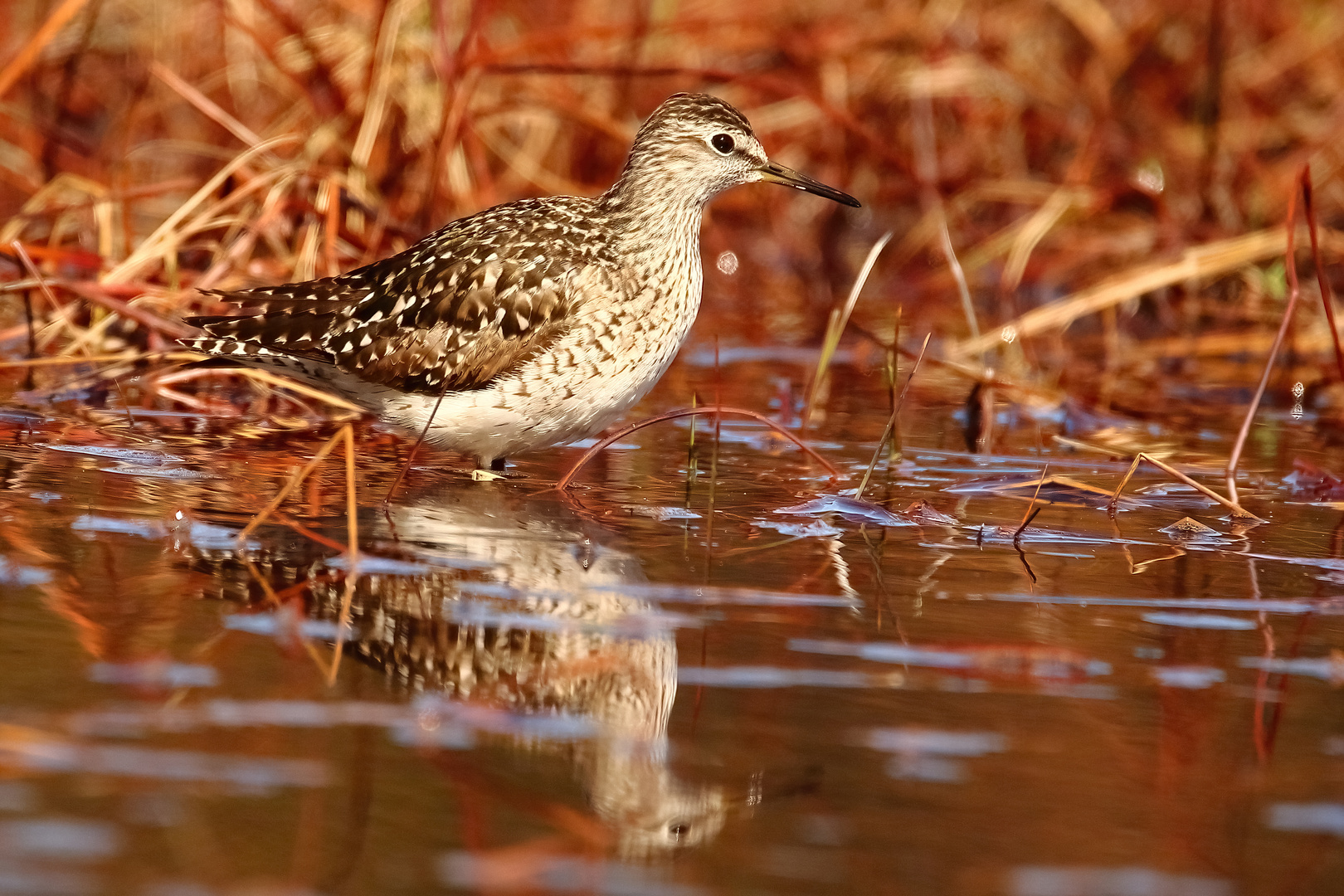 Bruchwasserläufer