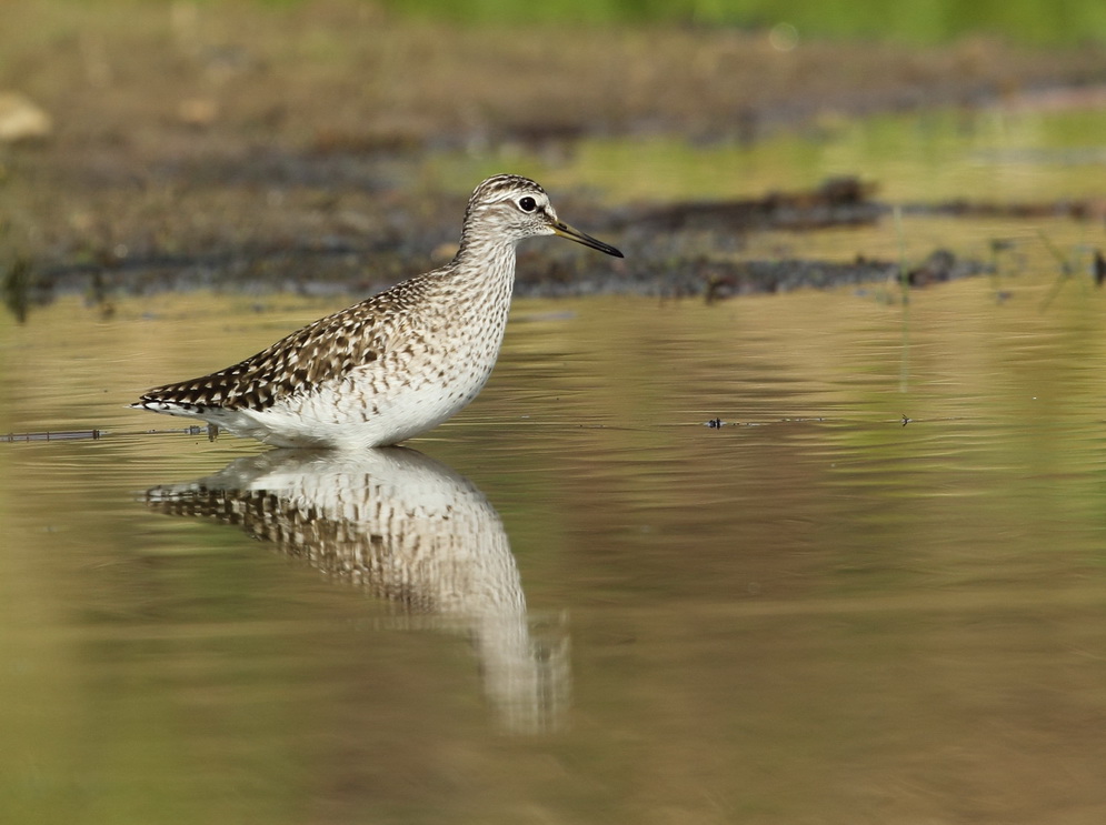 Bruchwasserläufer